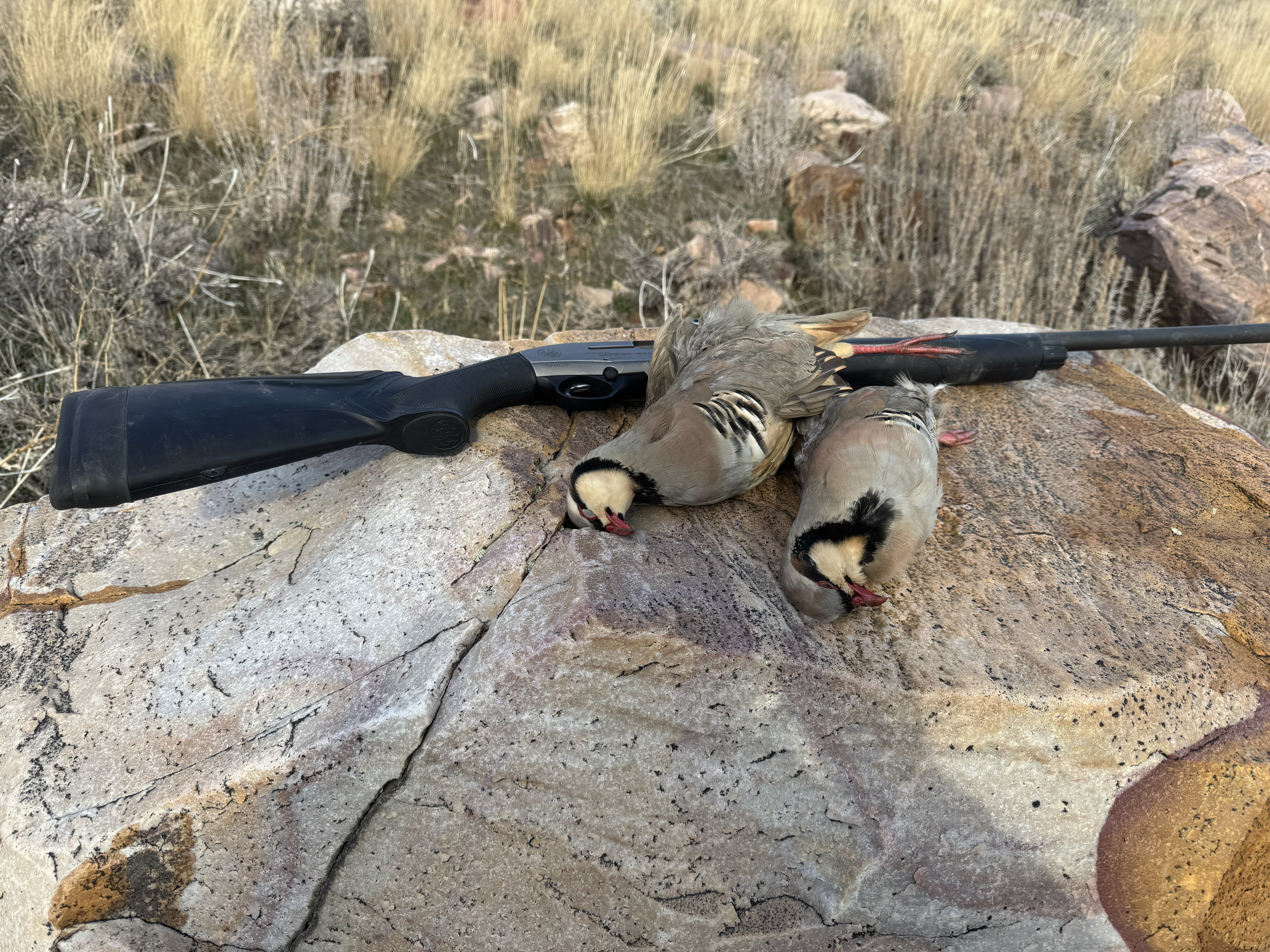 Three harvested chukar beside a shotgun on rocky Utah habitat