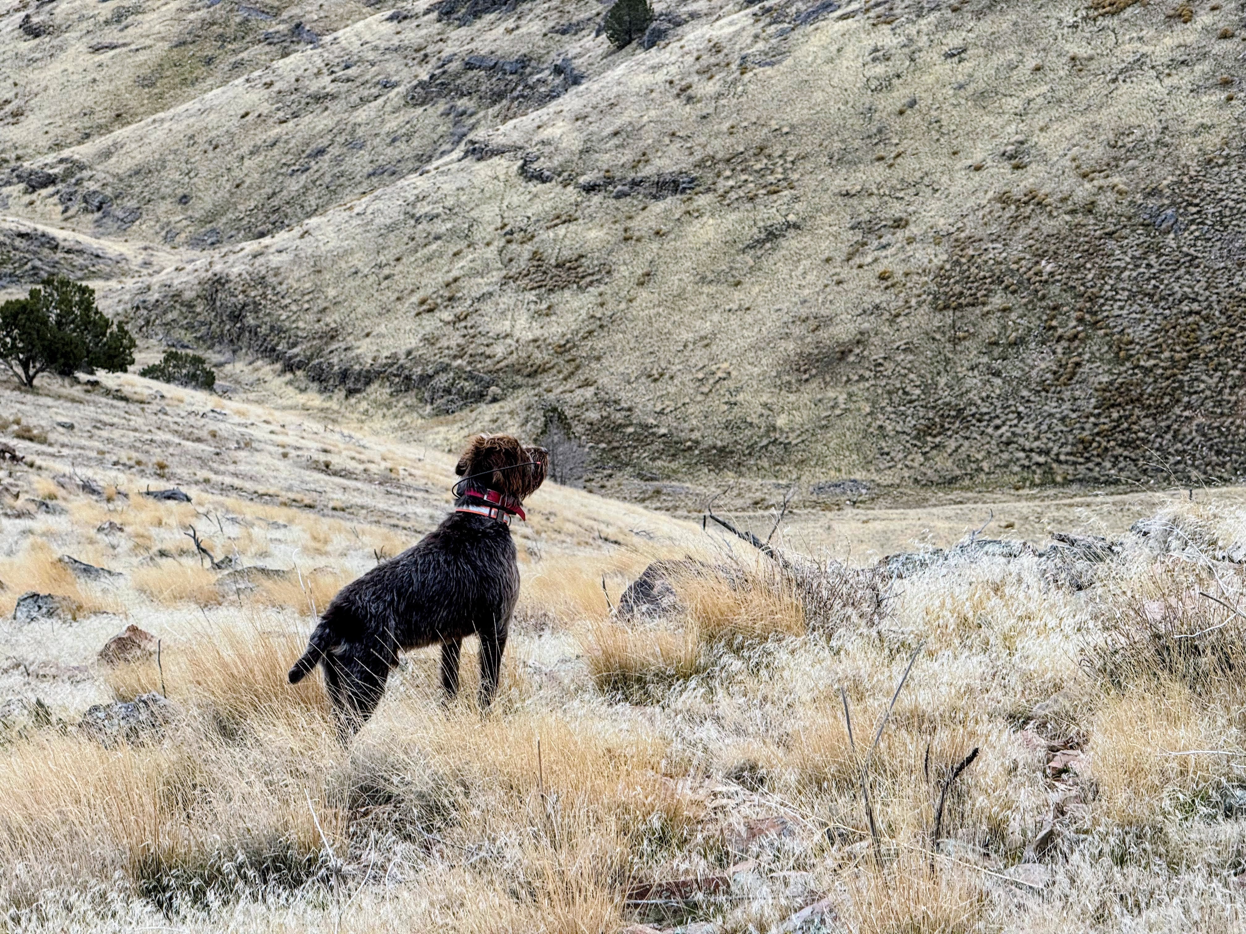 A wirehaired pointing dog scanning steep cheatgrass and rocky chukar country in Utah