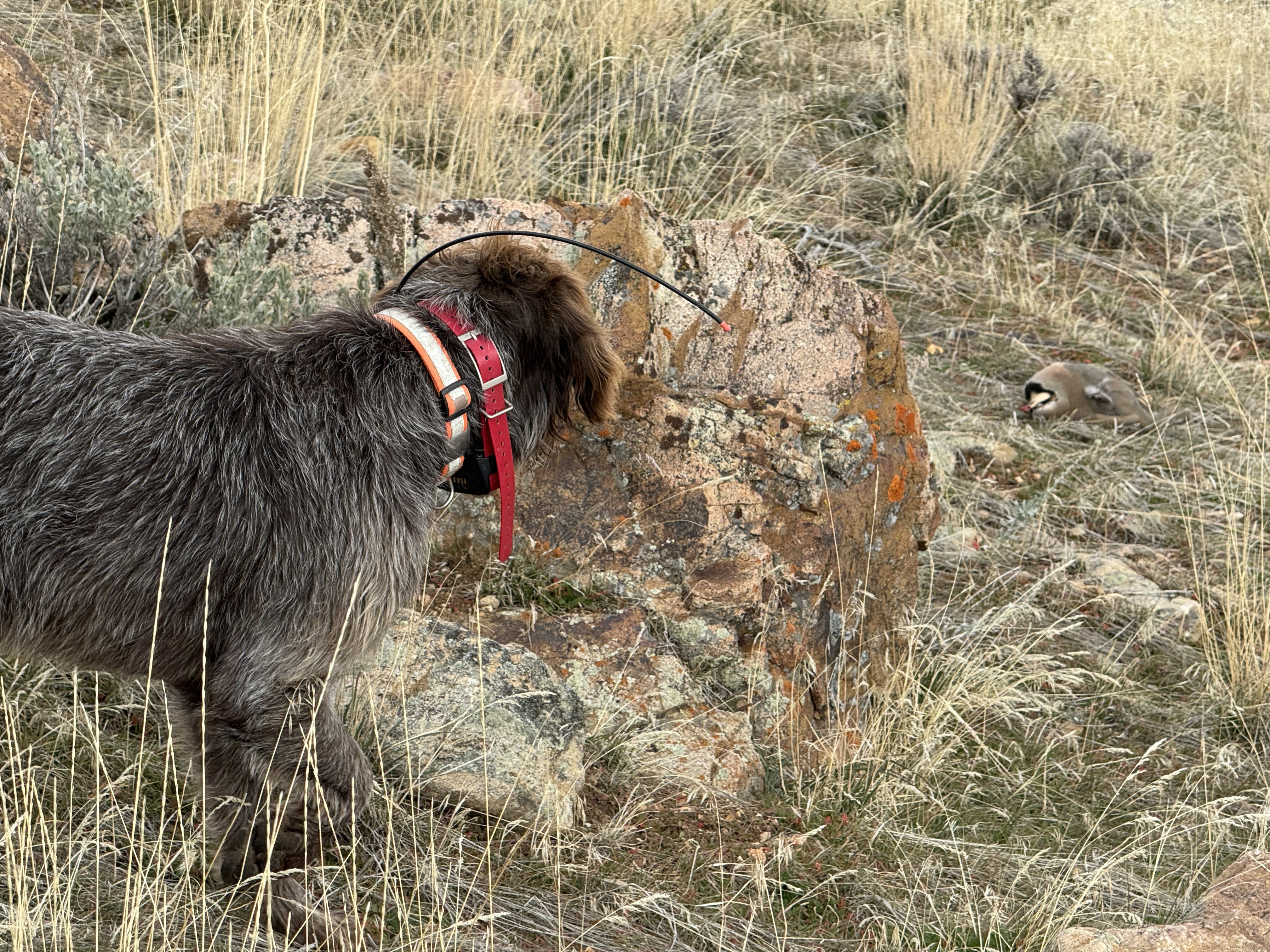 A wirehaired hunting dog pointing a chukar beside a rock in dry Utah grassland